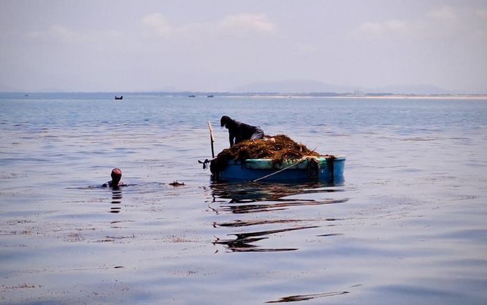 Người đi hái rong biển phần lớn là thanh niên trai tráng hay những người đàn ông lớn tuổi, khỏe mạnh, có nhiều kinh nghiệm ngụp lặn để tránh hiểm nguy. Còn phụ nữ, trẻ em, người già phụ phơi rong trên bãi biển khi thuyền đã khai thác đưa về bờ.