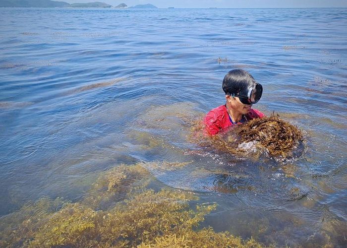 Rong mơ là loài rau xanh của biển, độc, lạ, có giá trị dinh dưỡng cao nên được người tiêu dùng rất ưa chuộng. Nhờ rong mơ mà ngư dân các xã vùng bãi ngang Quảng Bình có thêm thu nhập khá để trang trải cuộc sống.