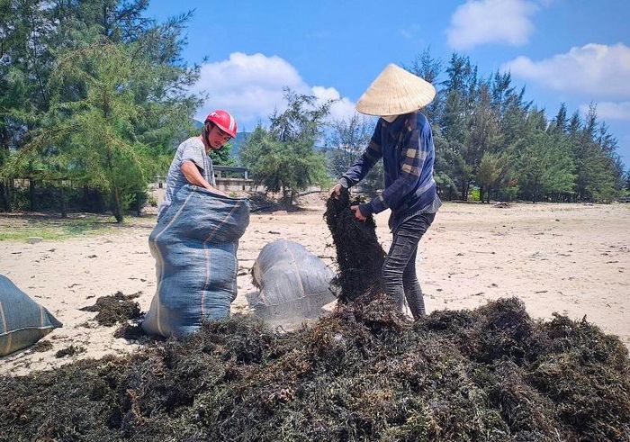 Trao đổi với phóng viên, Chi cục trưởng Chi cục Thủy Sản Quảng Bình Lê Ngọc Linh cho biết, tại vùng bãi ngang các xã Quảng Phú, Quảng Đông ngoài nguồn thu nhập chính từ nghề đánh bắt thủy hải sản, ngư dân còn có thêm nguồn thu nhập phụ khá cao từ việc khai thác rong biển.