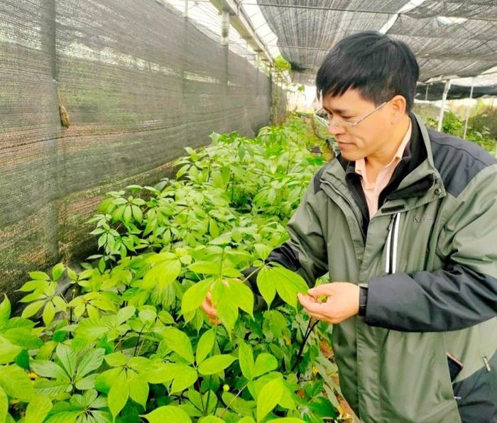 Ông Lương Văn Hào - người di thực thành công giống sâm Ngọc Linh về Sa Pa, Lào Cai. Ảnh: Thanh Cường