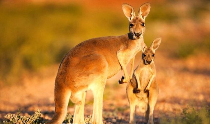 3. Đừng để vẻ ngoài của thân thiện và dễ thương của chuột túi Kangaroo đánh lừa. Thực ra chúng có thể đá, đè và thậm chí moi bụng con người. Kangaroo là những kẻ đáng sợ và chúng sẽ xé bạn ra theo nghĩa đen.