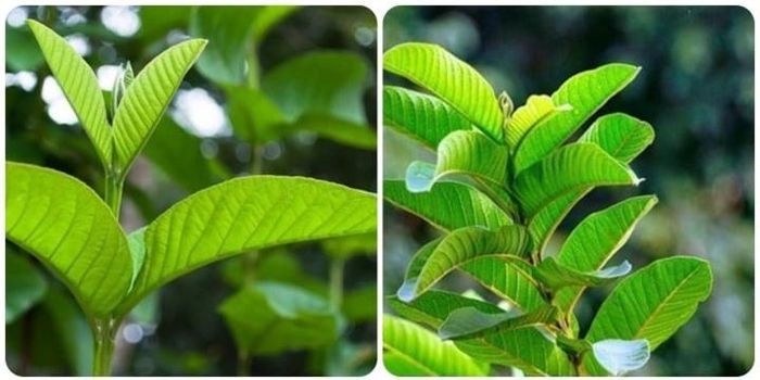 Tác dụng của lá ổi tươi.
