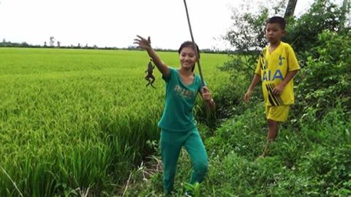 Câu nhái trên đồng ruộng. Ảnh: internet