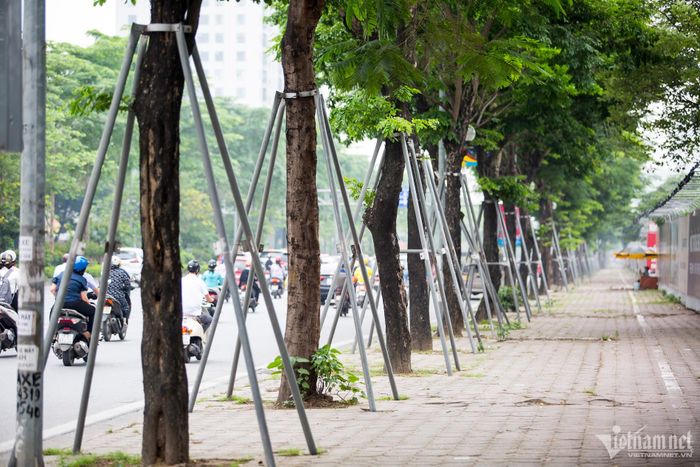 Tại đường Võ Chí Công (quận Tây Hồ, Hà Nội), hàng cây xanh dọc đường ở đây bị các gông sắt thắt chặt vào thân cây từ rất lâu trong khi những cây đang trong giai đoạn phát triển và có thể tự đứng vững.
