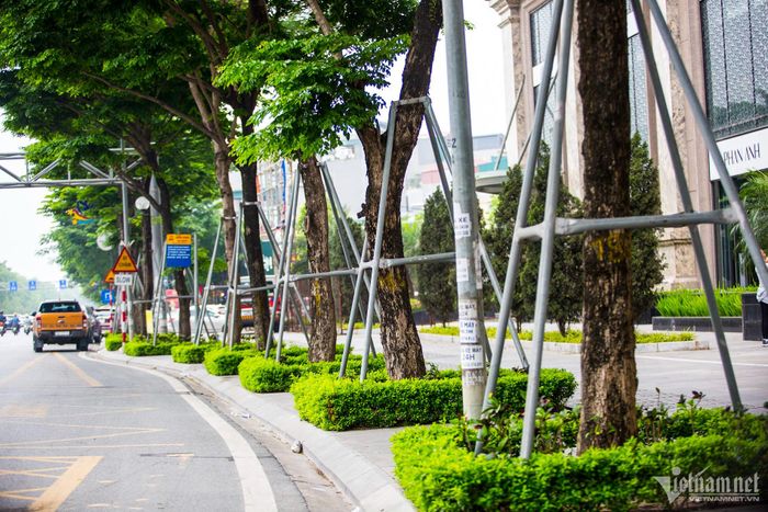 Những hàng cây được chống đỡ bằng cột sắt cao khoảng 2m.