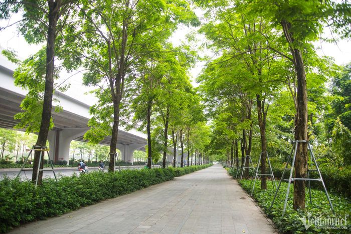 Dọc tuyến phố Phạm Văn Đồng, tình trạng cây xanh bị "siết" cũng còn rất nhiều. Hàng cây ở đây được trồng từ năm 2018, chủ yếu là cây giáng hương.