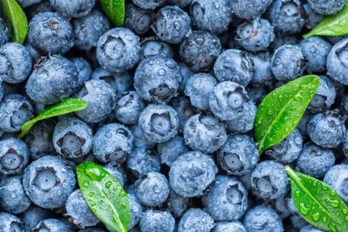 Việt quất: Quả việt quất có chứa nhiều vitamin A và vitamin C, cũng như một chất chống oxy hóa bất chấp tuổi tác được gọi là anthocyanin. Những chất chống oxy hóa mạnh mẽ này có thể giúp bảo vệ da của bạn khỏi bị tổn thương do ánh nắng mặt trời, căng thẳng và ô nhiễm bằng cách điều chỉnh phản ứng viêm trong cơ thể và ngăn ngừa mất collagen. Ảnh minh họa