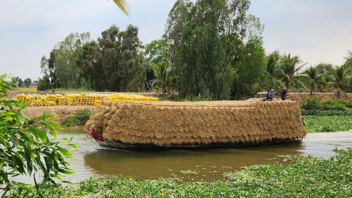 Ghe rơm được thương lái vận chuyển đi tiêu thụ