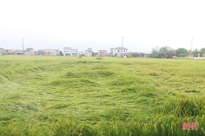 Một số diện tích lúa bị đổ ở xã Ích Hậu đang trong giai đoạn sắp chín.