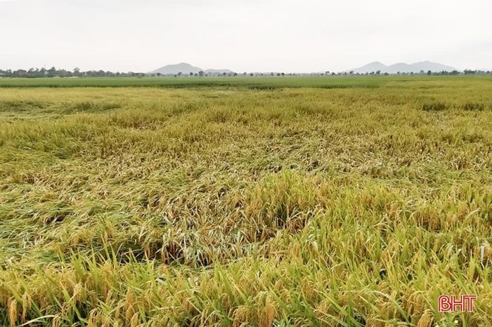 Ngành chuyên môn khuyến cáo người dân thu hoạch sớm những diện tích lúa đã chín.