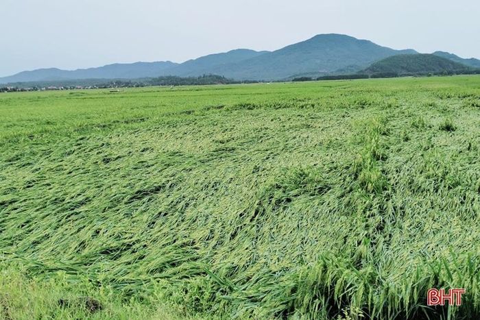 Tân Lộc là một trong những địa phương có diện tích lúa bị dông lốc gây hư hại nhiều nhất huyện Lộc Hà.