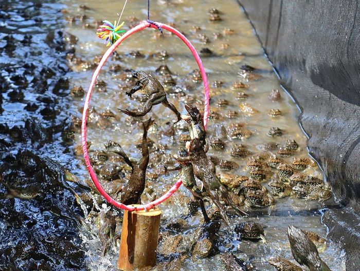 Những "vận động viên ếch" bay qua vòng để đớp mồi. 