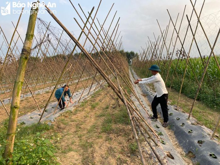 Gia đình anh Nguyễn Văn Tám, chị Trần Thị Chuyên ở xóm Thuận Minh, xã Thuận Sơn thuê đất bãi bồi để sản xuất nông nghiệp. Ảnh: Thu Huyền