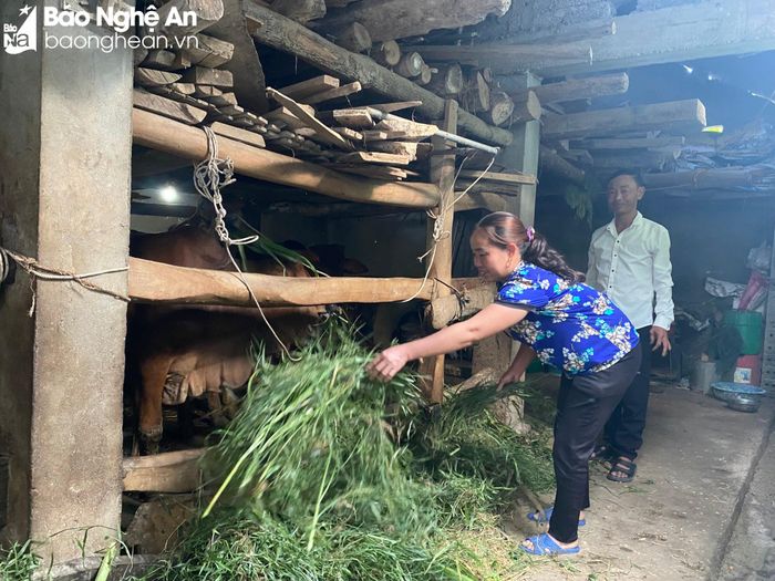 Từ vốn vay chính sách, đầu tư chăn nuôi đã cho gia đình chị Trần Thị Chuyên ở xóm Thuận Minh, xã Thuận Sơn kinh tế khá giả. Ảnh: Hoài Thu