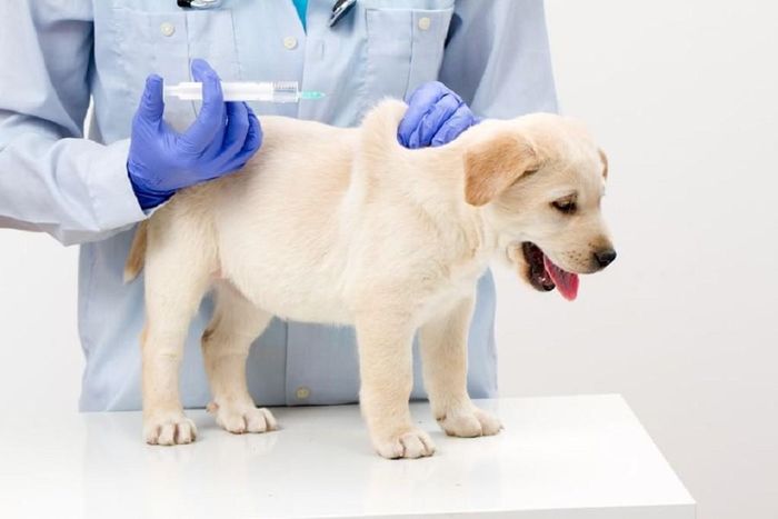 Để phòng chống bệnh dại hiệu quả, bên cạnh việc tiêm vắc-xin phòng dại khi bị chó, mèo cắn thì người dân cần có ý thức quản lý đàn chó, mèo và thực hiện tiêm phòng đầy đủ cho chó, mèo nuôi.