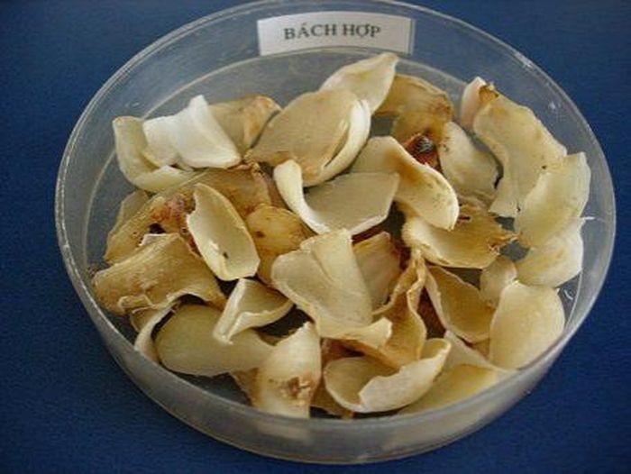 Vị thuốc bách hợp