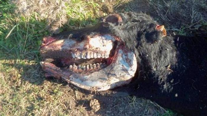 Một con bò bị cắt xẻ. Ảnh: Inexplicata/The Journal of Hispanic Ufology