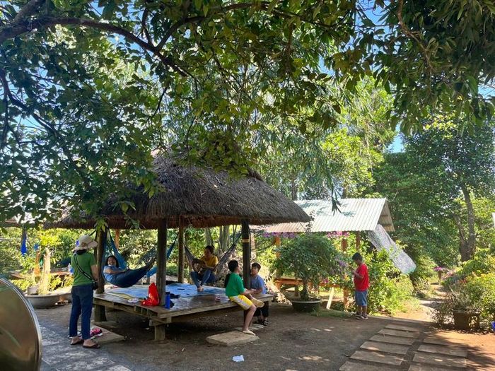 Vườn đỏ nhà ông Bốn Cư có một cây đã hơn 100 năm tuổi. Từ thời ông nội của ông đến vùng đất này khai hoang đã thấy cây đỏ án ngữ nơi này.