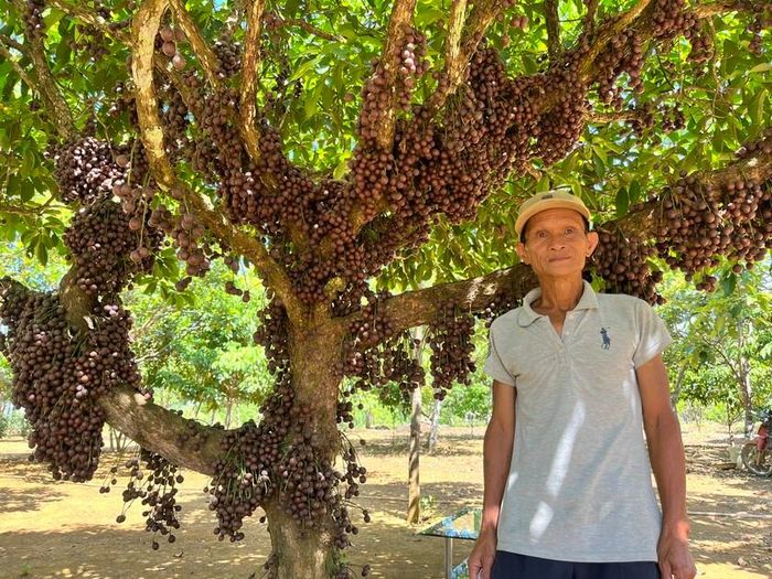 Sau này, khi khách du lịch tìm đến và bị cuốn hút bởi những thân cây khổng lồ mọc quả chi chít, những hộ dân có vườn đỏ nghĩ đến việc khai thác du lịch. Vườn đỏ trở thành những khu vườn “hái ra tiền” của nhiều người dân ở xã Sơn Xuân.