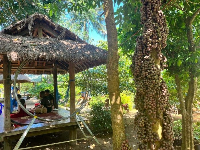 Vào tháng 1 hằng năm, trên các thân cây đỏ nổi lên từng ụ, rồi từ đó nhô ra các chùm hoa, sau đó đậu thành các chùm trái nhỏ màu xam xám sai chi chít. Theo thời gian, các chùm trái đỏ chuyển sang màu tím, rồi qua màu đỏ sẫm. Đến khoảng tháng 9 - 10, trái đỏ căng mọng, bắt đầu chín và chuyển sang màu đỏ rực. 