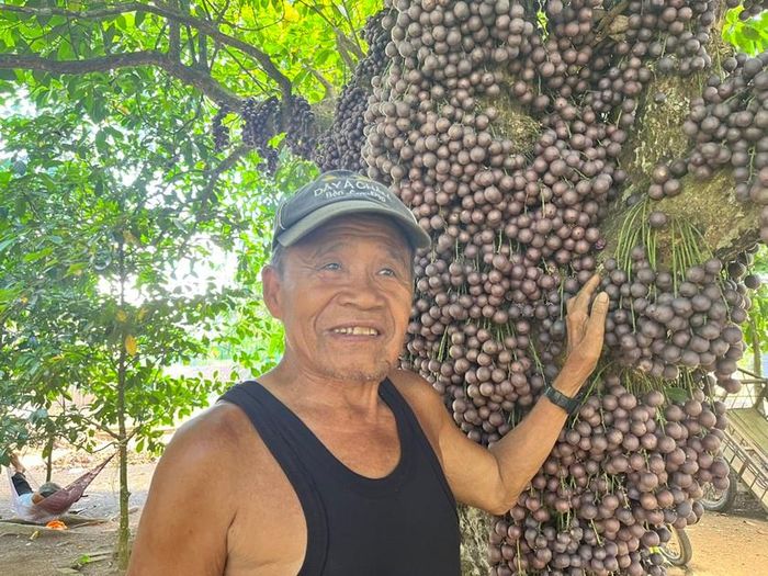 “Lúc trước, vườn nhà tôi rất nhiều cây đỏ nhưng sau quá trình tuyển chọn, tôi chỉ giữ lại vài cây có vị ngọt, trong đó có cây đỏ hơn 100 năm tuổi. Có lần khách du lịch đến chụp ảnh thì hỏi mua cây đỏ cổ thụ với giá cao nhưng tôi không bán. Bởi lẽ, cây đỏ này đã chứng kiến quá trình lớn lên, trưởng thành của cả 4 thế hệ trong gia đình tôi”, ông Cư nói.