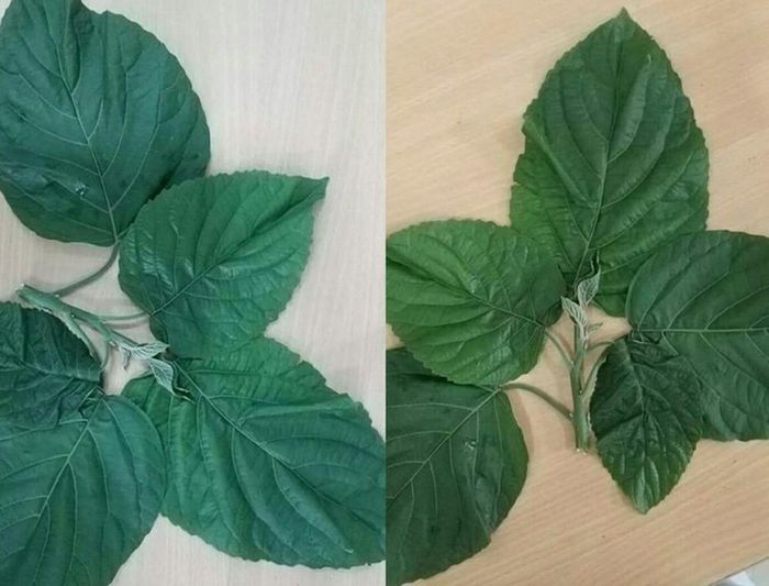 Cây lộc mại là loại thảo dược có độc tính cao, có tác dụng chữa bệnh nhưng khi sử dụng cần phải theo chỉ định của bác sĩ. Ảnh tư liệu
