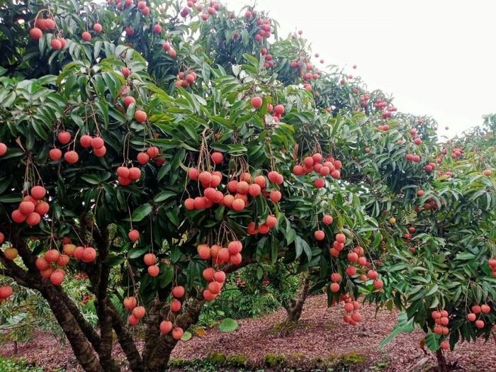 Toàn huyện có 45 vùng sản xuất vải đã được cấp 168 mã số vùng trồng xuất khẩu