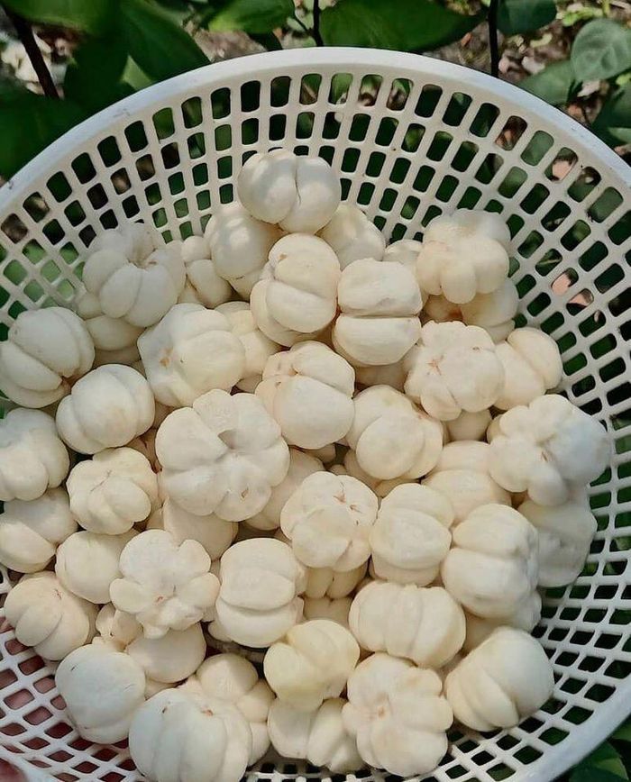 Ruột măng cụt xanh có giá 550.000-600.000 đồng/kg.