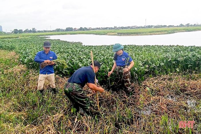 Toàn bộ số tràm được trồng ở các khu vực dọc tuyến kênh mương, đường nội đồng và quanh khu vực hồ chứa nước trên địa bàn.
