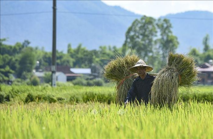 Người dân gánh lúa lên bờ sau khi gặt xong.