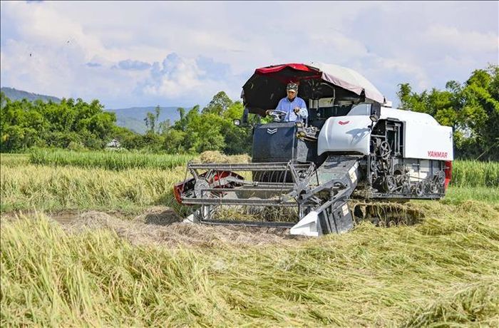 Áp dụng cơ giới hóa trong thu hoạch lúa để giảm bớt sức lao động.