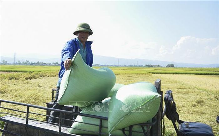 Thành quả của vụ mùa lao động được đền đáp bằng những ao thóc.