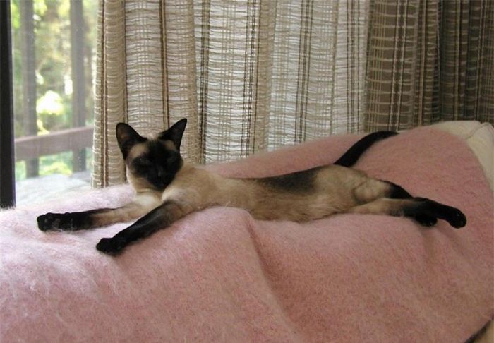 Nó được nhập khẩu sau châu Âu và nhân giống rộng rãi.
