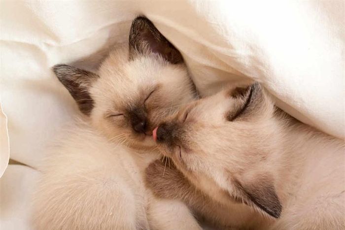 Hai chú mèo xiêm nhỏ âu yếm nhau.