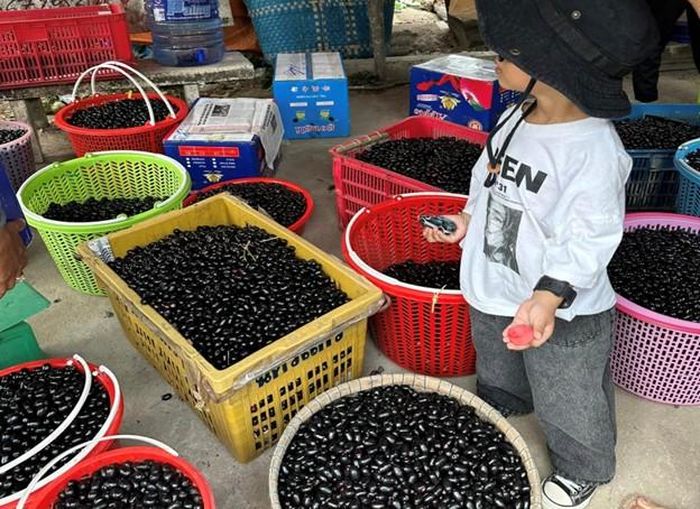  Số lượng lớn quả trâm rừng được chị My thu hoạch để bán. 