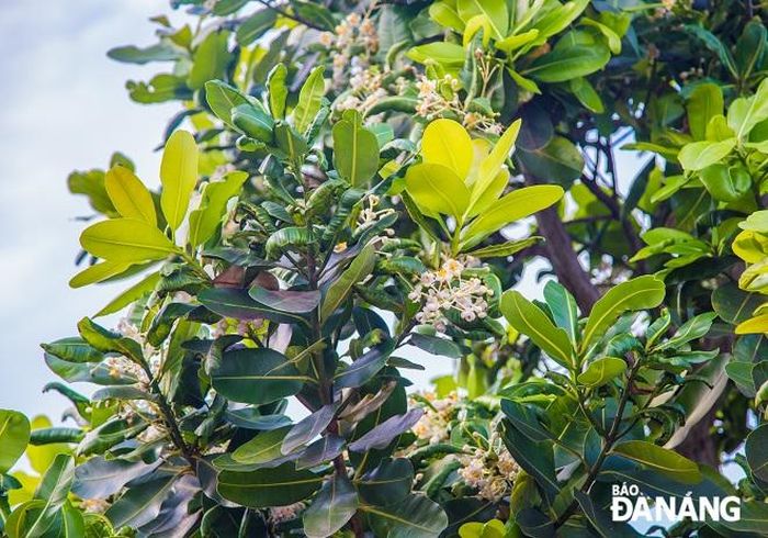 Những ngày này, hoa cây mù u rực sắc khắp các tuyến đường Bạch Đằng, Hoàng Sa, Võ Nguyên Giáp... tạo nên một cảnh quan đẹp đẽ trong mắt người dân, du khách ghé đến Đà Nẵng trong mùa du lịch năm nay.