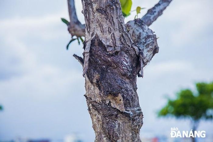 Thân cây mù u có chứa một loại nhựa màu lục nhạt, cũng dùng làm thuốc.