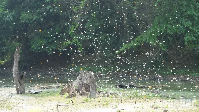 Không chỉ là đơn vị bảo tồn thiên nhiên đầu tiên của Việt Nam với cảnh quan thiên nhiên độc đáo, sự đa dạng về hệ sinh thái động thực vật, các giá trị văn hóa, lịch sử, dạo gần đây Vườn quốc gia Cúc Phương được nhiều người biết đến với hình ảnh hàng nghìn cánh bướm bay rợp trời.