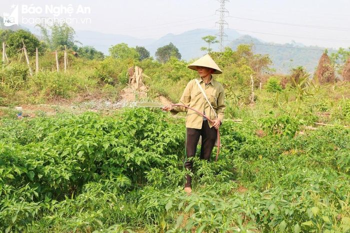 Nhu cầu nước tưới cho cây cối, rau màu vào mùa hè cũng rất bức thiết. Ảnh: Thanh Phúc