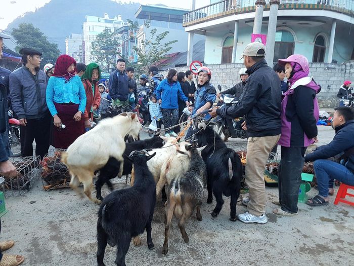 Khu chợ gia súc tập trung hàng trăm con trâu, bò và những con dê, lợn Lũng Pù hay những chú chó Mông đuôi cộc cũng được người dân mang đến bán.