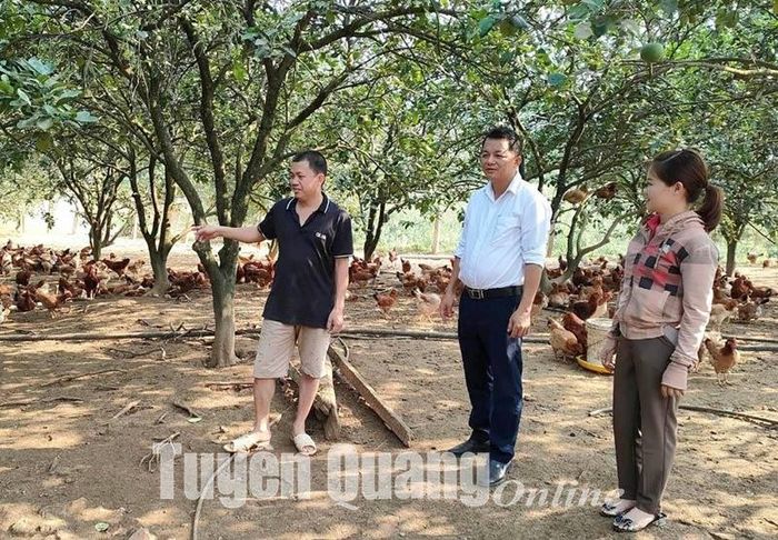 Mô hình chăn nuôi gà dưới tán bưởi mang lại hiệu quả kinh tế cao của anh Hoàng Văn Trưởng.