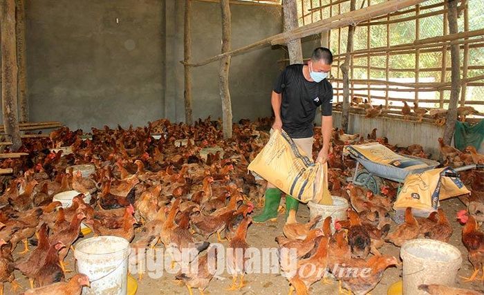 Anh Hoàng Văn Trưởng chăm sóc đàn gà của gia đình.