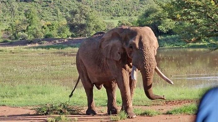 Theo Latest Sightings, vào năm 1998, voi đực Mavuso là một trong 6 con voi đực được các nhà khoa học đưa từ Vườn quốc gia Kruger tới núi Pilanesberg để phát triển số lượng cho loài voi ở nơi này.