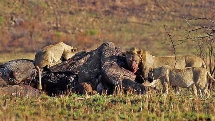 Và trở thành một bữa tiệc thịnh soạn cho bầy sư tử.