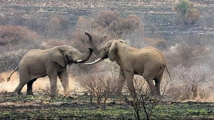 Sau hơn 12 năm sinh sống ở núi Pilanesberg, nó đã có dấu hiệu xuống sức và bị một con voi đực trẻ khác tấn công nhằm chiếm lĩnh quyền được duy trì nòi giống.