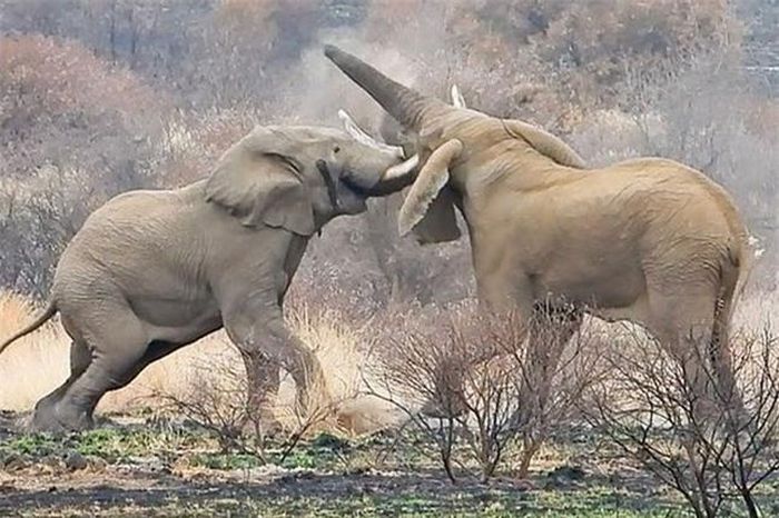 Mặc dù đã chống trả rất quyết liệt, nhưng đối thủ Mavuso lại có sức trẻ và sự nhanh nhẹn nên chiếm được ưu thế. Thậm chí, nó còn khiến Mavuso dính một chấn thương rất nặng sau cú đâm ngà vào má.
