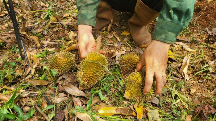 Quả non mới rụng