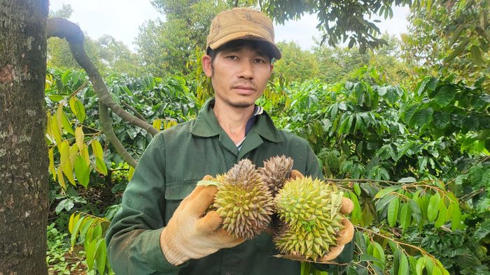 Người dân thất thu vì sầu riêng rụng quả non