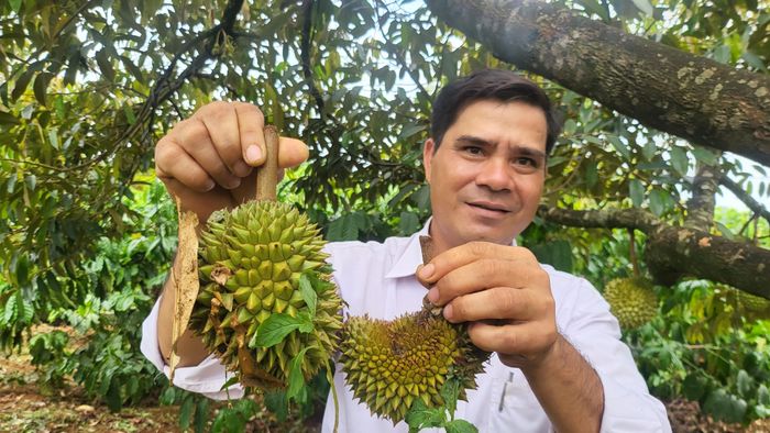 Quả non bị rụng nên phải đổ bỏ