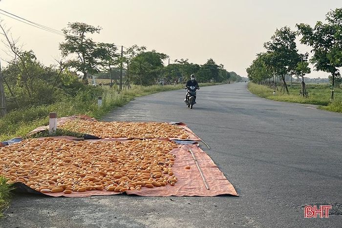 Người dân phơi ngô ở lòng, lề đường tại xã Xuân Giang (Nghi Xuân).